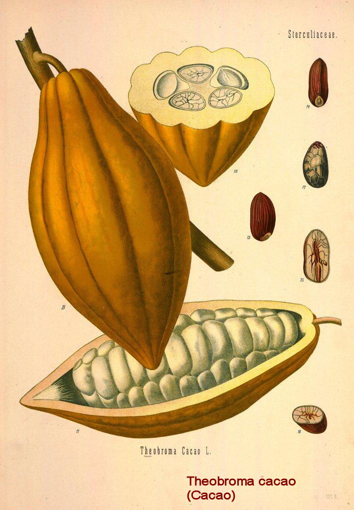 Theobroma cacao